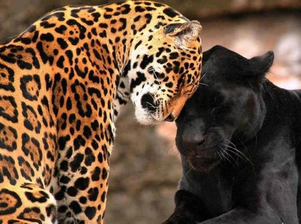 Comme la tendresse est belle